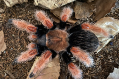 Brachypelma boehmei