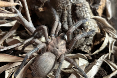 Chaetopelma olivaceum