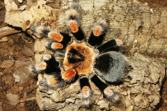 Brachypelma smithi