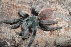 Aphonopelma sp., Bisbee, Arizona