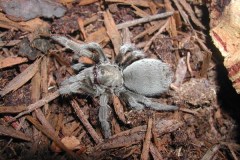 Aphonopelma sp., Hualapai, Arizona