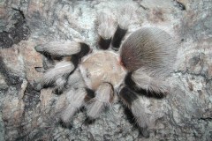 Aphonopelma sp., Mount Ord, Arizona