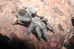 Aphonopelma sp., Patagonia Mts, Arizona