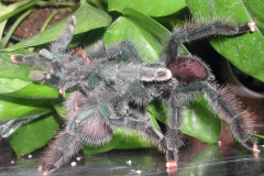 Avicularia sp.