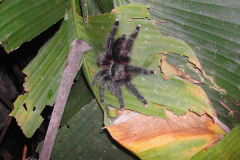 Avicularia sp., Peru