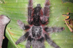 Avicularia sp., Peru