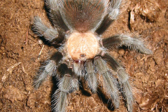 Brachypelma albiceps