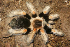 Brachypelma baumgarteni