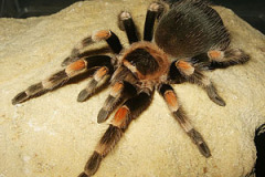 Brachypelma hamorii