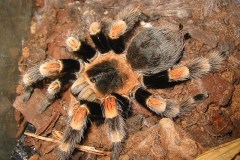 Brachypelma hamorii