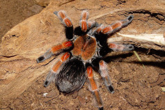 Brachypelma boehmei