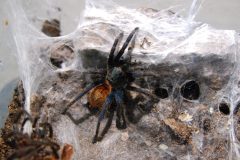 Chromatopelma cyaneopubescens