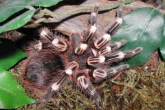 Acanthoscurria geniculata