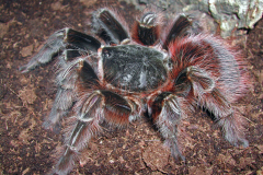 Acanthoscurria chacoana