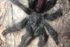 Avicularia sp.