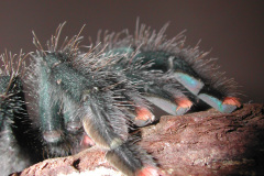 Avicularia sp.