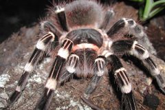 Acanthoscurria geniculata