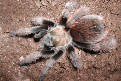 Aphonopelma chalcodes, subadult male, Ajo Mts, Arizona