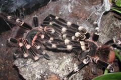 Acanthoscurria geniculata