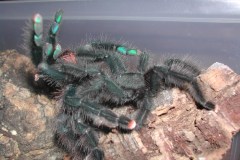 Avicularia sp.