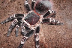 Acanthoscurria geniculata