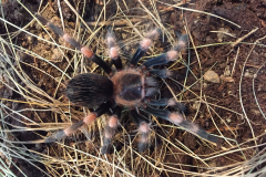 Brachypelma hamorii, juvenile female