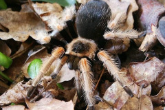 Brachypelma baumgarteni