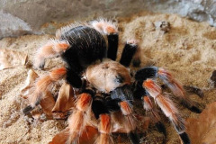 Brachypelma boehmei