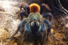 Chromatopelma cyaneopubescens