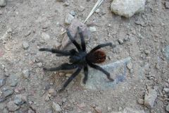 Aphonopelma marxi, adult male, Arizona