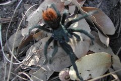 Aphonopelma marxi, adult male, Arizona