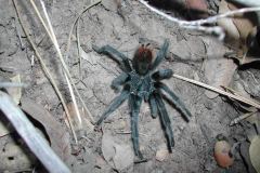 Aphonopelma marxi, adult male, Arizona