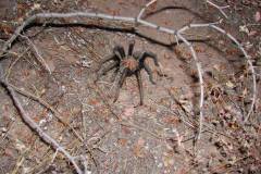 Aphonopelma chalcodes, adult male, Arizona