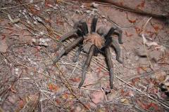 Aphonopelma chalcodes, adult male, Arizona