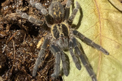 Heterothele villosela female