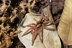 Hapalopus formosus, juvenile 