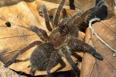 Harpactira namaquensis