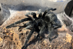 Grammostola quirogai