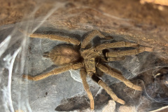Encyocratella olivacea, male