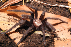 Haploclastus devamatha, adult male