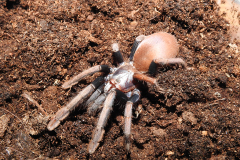 Haploclastus devamatha, subadult male