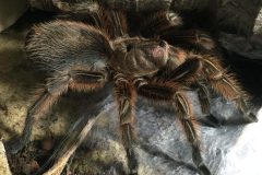 Grammostola rosea