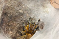 Harpactira pulchripes