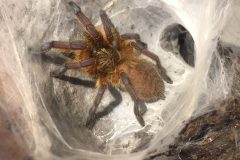 Harpactira pulchripes