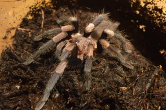 Haplocosmia himalayana