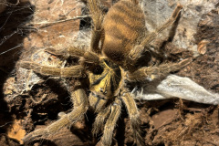 Neoholothele incei