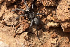 Ischnocolus valentinus