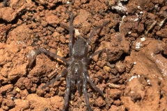 Ischnocolus valentinus