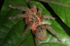 Neischnocolus cisnerosi (Peñaherrera-R., Guerrero-Campoverde, León-E., Pinos-Sánchez & Falcón-Reibán, 2023)  Adult female, Bilsa Reserve, Ecuador. Photo courtesy of Björn Rogell.