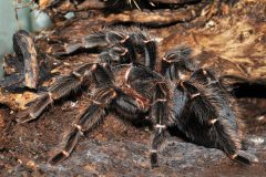 Lasiodora parahybana